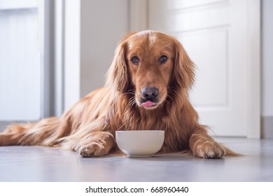 The Golden Retriever Eating