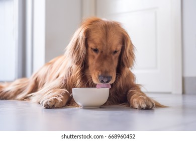 The Golden Retriever Eating