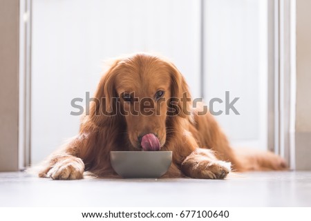 Golden Retriever eating