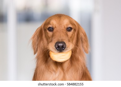 Golden Retriever Eating Doughnuts