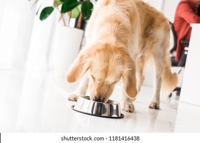 Golden Retriever Eating Food From Dog Bowl