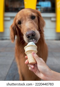 Golden Retriever Eating Ice Cream