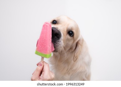 The Golden Retriever eats popsicles on a stick during the hot season. A female hand holds an ice cream for a dog.