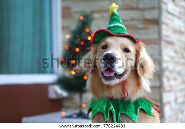 golden retriever christmas outfit