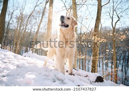 A Golden Retriever is enjoying fresh winter snow on a hiking trail in the woods of Sewickley, a Pittsburgh suburb in Western Pennsylvania. The beige-colored dog is jumping for joy in snow flakes.
