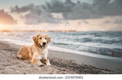 Golden Retriever Enjoying a Summer Adventure at the Baltic Beach. Golden retriever sitting on the sand beach of the Baltic Sea. Concept for the summer adventures of pure breed dog at the seaside - Powered by Shutterstock