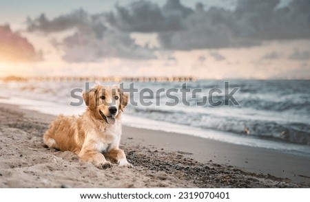 Golden Retriever Enjoying a Summer Adventure at the Baltic Beach. Golden retriever sitting on the sand beach of the Baltic Sea. Concept for the summer adventures of pure breed dog at the seaside
