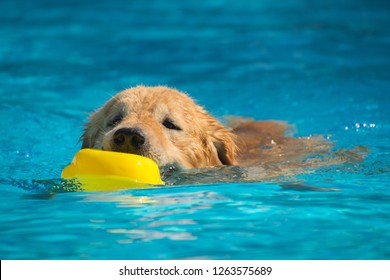 Golden Retriever Exercising in Swimming Pool