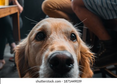 Golden Retriever Nose Images Stock Photos Vectors Shutterstock