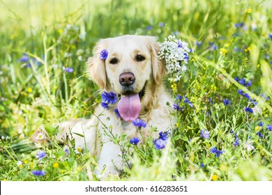 Golden Retriever Flowers Images Stock Photos Vectors Shutterstock