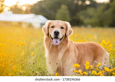 Golden Retriever in the field with yellow flowers. Beautiful dog with black eye Susans blooming. Retriever at sunset in a field of flowers and golden light.