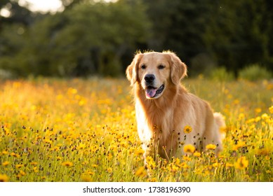 Golden Retriever in the field with yellow flowers. Beautiful dog with black eye Susans blooming. Retriever at sunset in a field of flowers and golden light. - Powered by Shutterstock