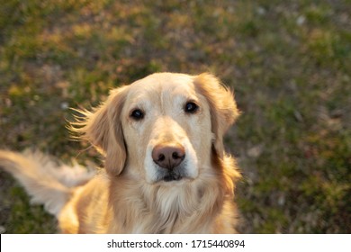 ゴールデン レトリバー High Res Stock Images Shutterstock