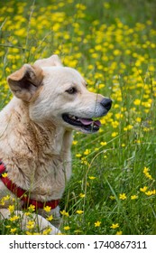 Golden Retriever/ German Shepherd/ Husky Mix Sitting In Yellow Flowers 