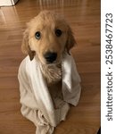 Golden Retriever getting a bath