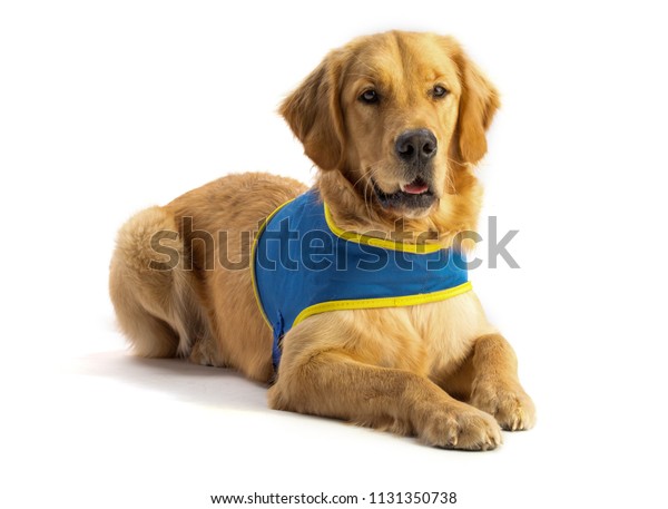 Golden Retriever Guide Dog His Harness Stock Photo Edit Now