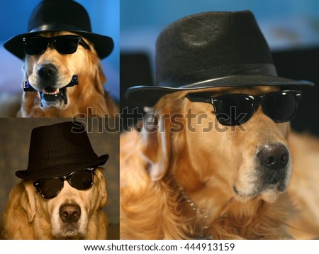 golden retriever in halloween costume