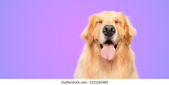 Golden Retriever happy smiling with closed eyes purple background