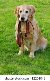 Golden Retriever And He Leash