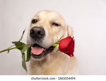 golden retriever holding a red rose in his mouth on a white background. dog for valentine's day.