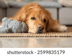 A golden retriever at home resting on a soft rug next to a grey plush toy