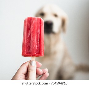 Perro Come Helado Imagenes Fotos De Stock Y Vectores Shutterstock