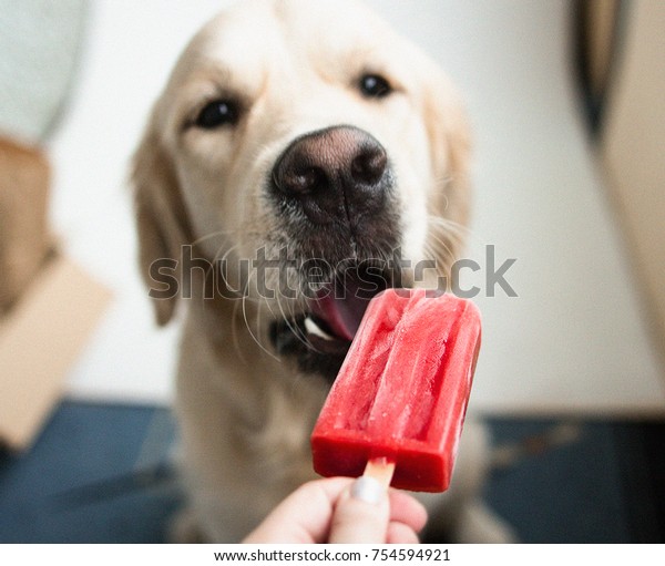 récupérateur du0027or avec de la glace : photo de stock (modifiable 