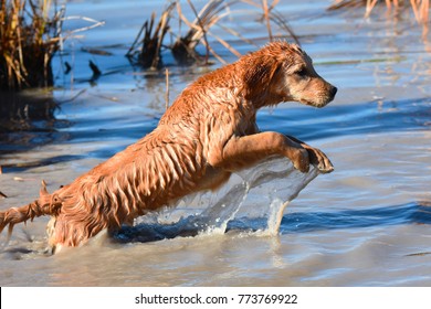 Golden Retriever Hunting And Gun Dog Training 