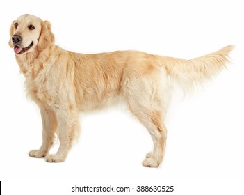 Golden Retriever, Isolated On White