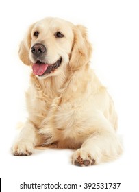 Golden Retriever, Isolated On White