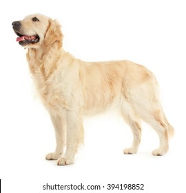 Golden Retriever, Isolated On White