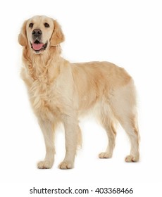 Golden Retriever, Isolated On White