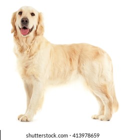 Golden Retriever, Isolated On White