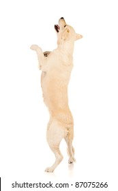 Golden Retriever Jumping Up