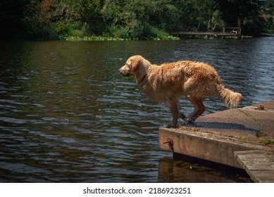 Golden Retriever Jumping Into Water