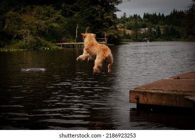 Golden Retriever Jumping Into Water