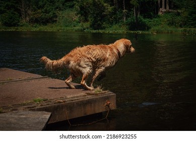 Golden Retriever Jumping Into Water