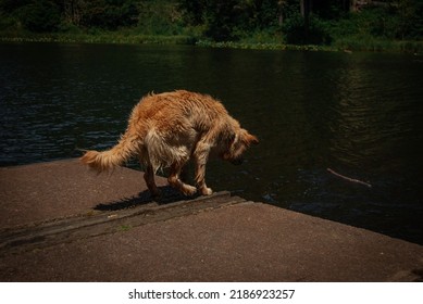 Golden Retriever Jumping Into Water