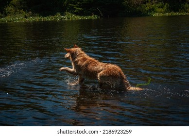 Golden Retriever Jumping Into Water