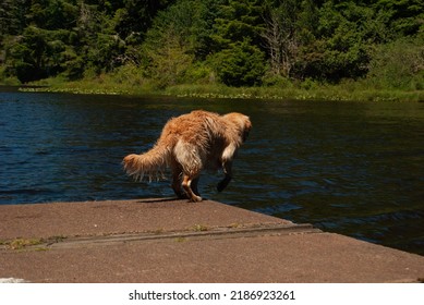 Golden Retriever Jumping Into Water