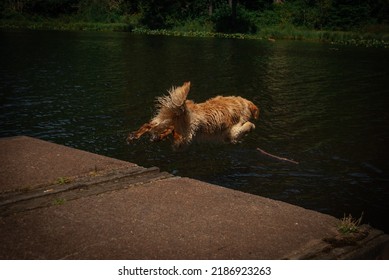 Golden Retriever Jumping Into Water