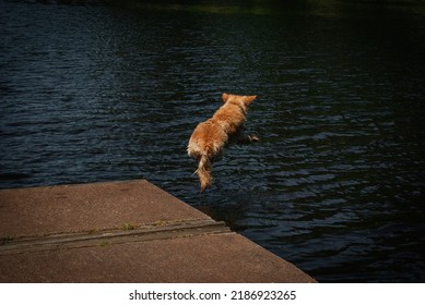 Golden Retriever Jumping Into Water