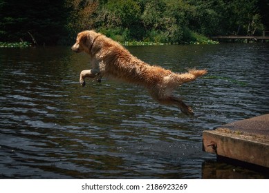 Golden Retriever Jumping Into Water