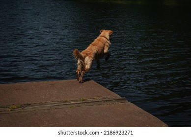 Golden Retriever Jumping Into Water