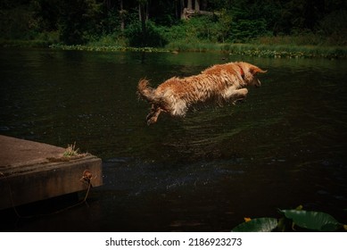 Golden Retriever Jumping Into Water