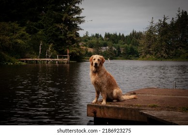 Golden Retriever Jumping Into Water