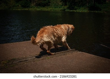 Golden Retriever Jumping Into Water