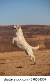 Golden Retriever Jumping Outdoor