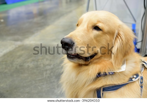 Golden Retriever Kindly Dog Happy Dog Stock Photo Edit Now 396204310