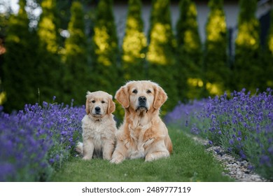 Golden Retriever Labrador dog with a Golden Retriever puppy in a field of lavender flowers in the summer evening at sunset - Powered by Shutterstock